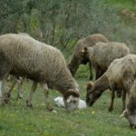 L'Andalousie s'engage dans les usages sylvopastoraux avec un élevage extensif dans ses montagnes