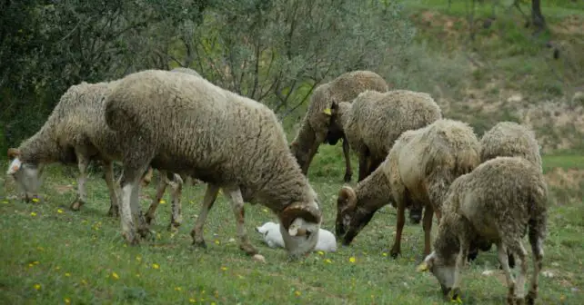 Silvopastoral ganadería montes