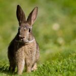 L'Andalousie travaille pour la récupération du lapin sauvage