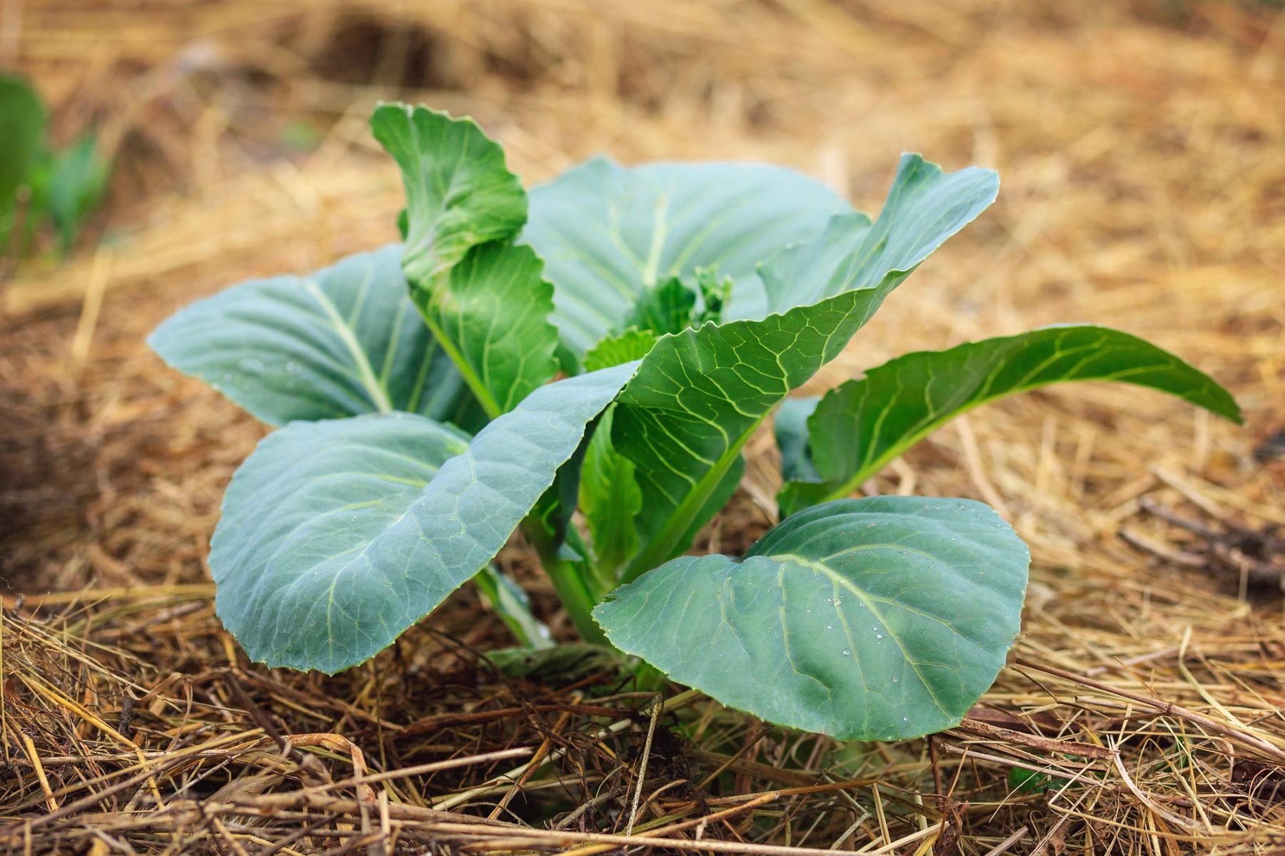 L'espèce sauvage 'Brassica fruticulosa' et la salinité des sols ...