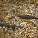 L'éternelle polémique sur la pêche dans les rivières des Asturies