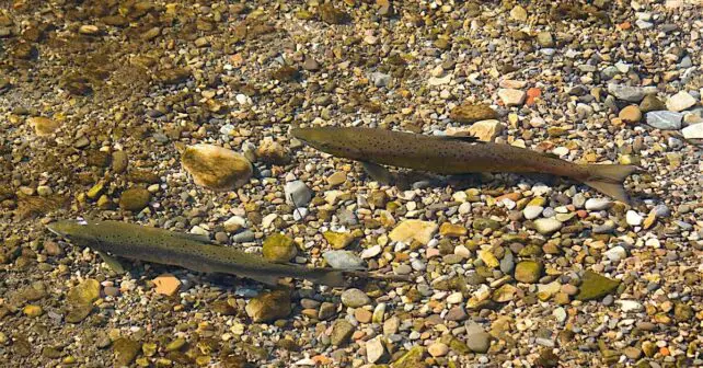 pesca ríos Asturias