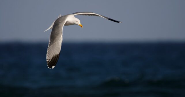 Galicia, nuevo foco de gripe aviar en aves silvestres