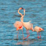 La Junta de Andalucía rencontre le WWF Espagne pour promouvoir la protection de la biodiversité