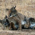 La Olivilla réintroduit 38 lynx ibériques nés au Centre d'élevage depuis 2019