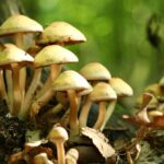 La cueillette des champignons dans les parcs naturels d'Andalousie est soumise à une réglementation visant à préserver l'écosystème et ses espèces.