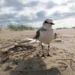 La restauration des dunes et des plages est étrangère aux besoins écologiques des espèces présentes