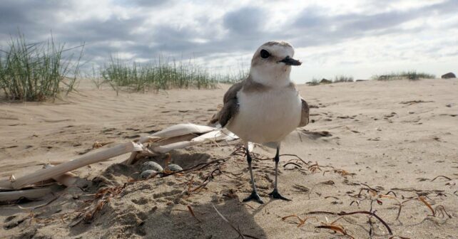 restauración dunas playas necesidades ecológicas especies