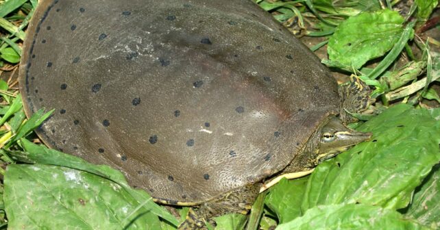 genoma tortugas evolución vertebrados