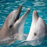 Les dauphins utilisent l'expression faciale « bouche ouverte » pour se reconnaître