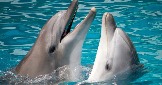 Delfines boca abierta reconocerse