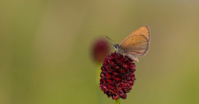 mariposa hormiguera líneas electricidad