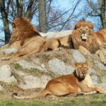 Les lions ont des humains dans leur alimentation