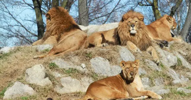 leones dieta seres humanos