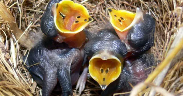 Sonidos crías aves