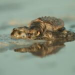 Life Intemares, relâchez des bébés tortues caouannes sur la plage d'Almassora (Castellón)