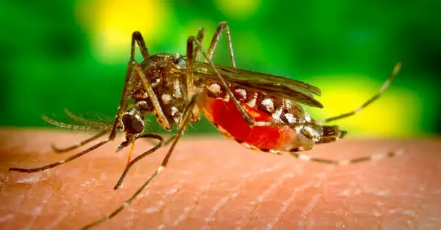 Mosquito japones Aedes japonicus especie invasora norte España