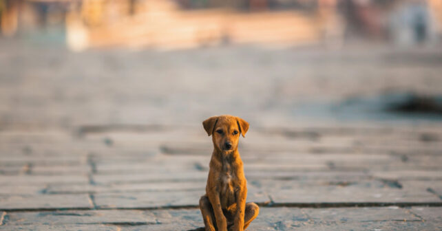 Abandono Animales Compañía Adopción