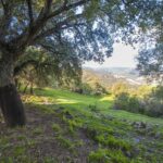 Projet LIFE CO2RK : lutte contre le changement climatique et protection des forêts de chênes-lièges en Andalousie