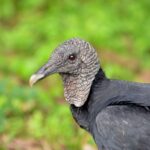 Projet LIFE Rhodope Vulture : réintroduire le vautour noir dans les monts Rhodopes (Bulgarie)