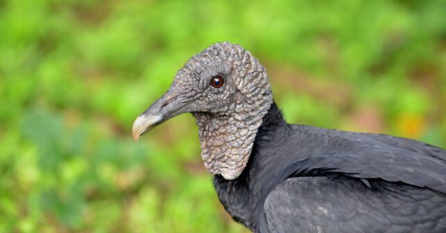 LIFE Rhodope Vulture buitre negro Bulgaria