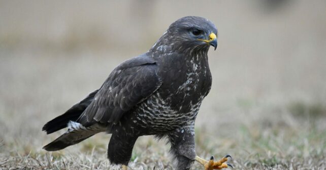 SEO/BirdLife aguilucho cenizo