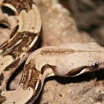 Seprona saisit un boa constrictor imperator dans une maison de Villalbilla