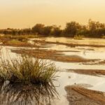 Un an, deux et maintenant le troisième, sont ceux que 'La Laguna de Santa Olalla' à Doñana a asséché