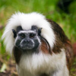 Un tamarin à tête cotonnière capturé dans les rues de Cadix