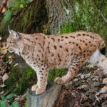 Veenita, un bébé lynx ibérique hébergé au « Centro de la Olivilla », socialise avec une femelle adulte et son petit