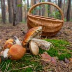 XXXIIe Conférence Mycologique à Ezcaray (La Rioja), pour les amateurs de champignons