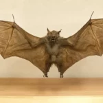 Les chercheurs découvrent que les chauves-souris décoratives achetées en ligne sont souvent des espèces en voie de disparition