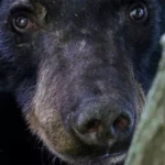 Une chasse planifiée à l’ours noir pourrait détruire près de 40 ans de conservation