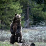 La mort du Grizzly 399 aurait pu être évitée