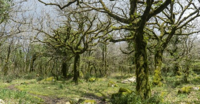 Andalucía ley Agentes Medio Ambiente Gestión Ambiental