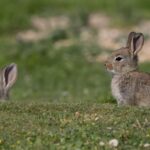 Collaboration entre l'Andalousie et la Région de Murcie pour surveiller et agir contre les maladies de leur faune sauvage