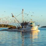 Comment éviter la capture accidentelle d’oiseaux marins ? : pêcheurs et écologistes cherchent des solutions