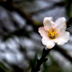 Des centaines de plantes ont fleuri hors du temps en Catalogne