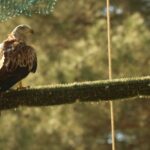 Des milans royaux relâchés dans le parc naturel des Sierras de Cazorla, Segura et las Villas (Jaén) se sont reproduits avec succès en 2024