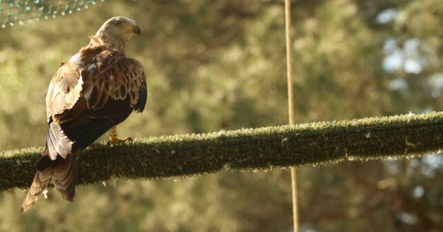 Milanos reales liberados Sierras Cazorla criado 2024