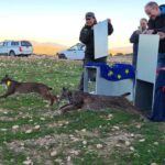 Deux lynx ibériques relâchés dans les sierras de Lorca