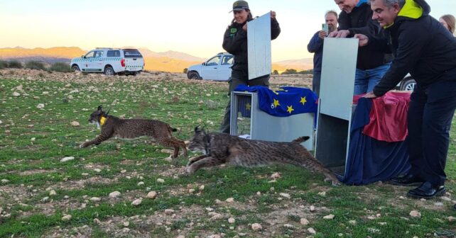 linces ibéricos Tierras Altas Lorca