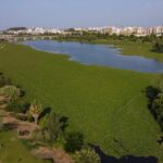 Estrémadure, actions contre les « nenúfar » (espèces envahissantes) dans le fleuve Guadiana