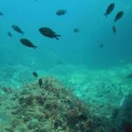 Filets dérivants illégaux marocains dans la mer d'Alboran, un danger pour la biodiversité de la zone