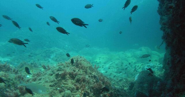 Redes deriva ilegales marroquíes mar Alborán biodiversidad