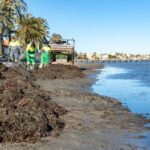 Fonds accordés pour l'élimination de la biomasse dans la Mar Menor