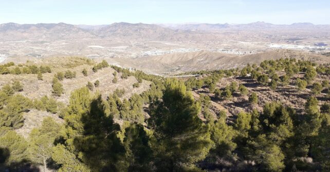 conservación bosques sierra almeriense Filabres