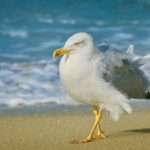 Galice, trois nouveaux foyers de grippe aviaire chez les oiseaux sauvages