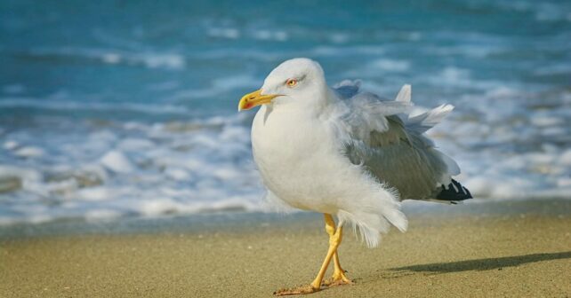 Galicia gripe aviar aves silvestres