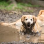 Ils exigent la création de protocoles d'évacuation et de sauvetage des animaux en cas de catastrophe naturelle.